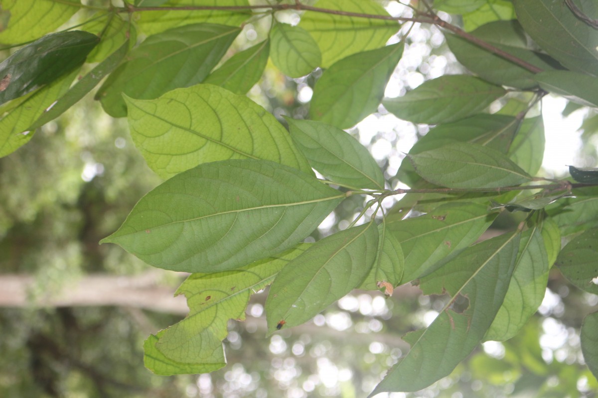 Baccaurea racemosa (Reinw.) Müll.Arg.